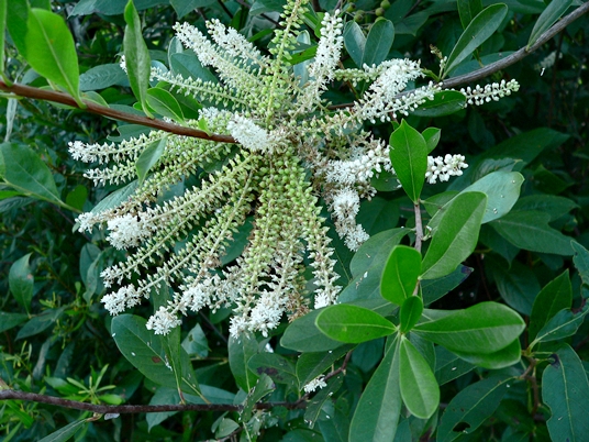 {Cyrilla racemiflora}